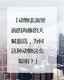 动物表演里面的海豚的天赋很高，为何这种动物这么聪明？