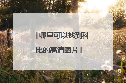 哪里可以找到科比的高清图片